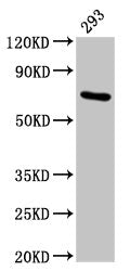 HSPA1A Antibody