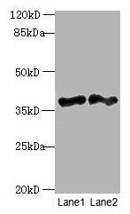 DNAJB4 Antibody