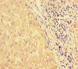 HSPA13 Antibody