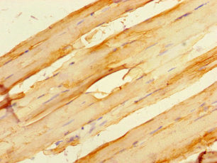 HSPB7 Antibody