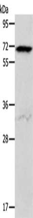 ACVR2A Antibody