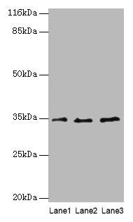 AZGP1 Antibody