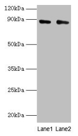 CFB Antibody