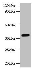 LRG1 Antibody