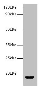 AVP Antibody
