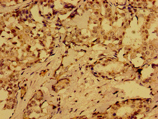 MLN Antibody