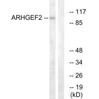 ARHGEF2 Antibody