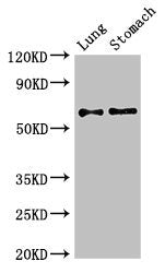 GAD2 Antibody