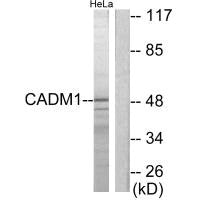 CADM1 Antibody
