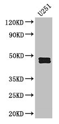 SERPINE1 Antibody