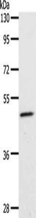 PPARA Antibody