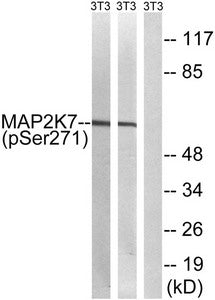 Phospho-MAP2K7 (Ser271) Antibody