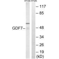 GDF7 Antibody