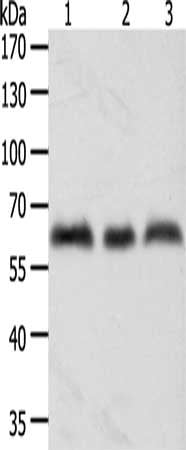 TYR Antibody