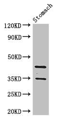 PGC Antibody