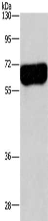 DPYSL3 Antibody