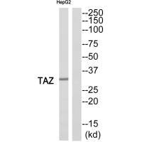 TAZ Antibody