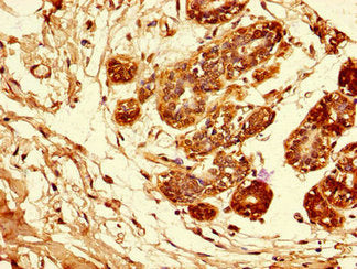 AREG Antibody