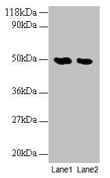 LCAT Antibody