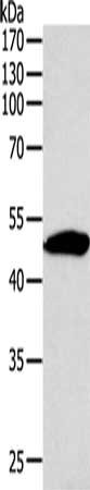 SIRT6 Antibody