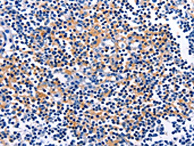 CUL5 Antibody
