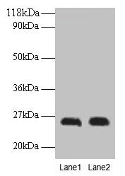 CSH1 Antibody