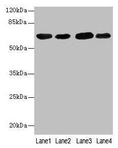 ESR1 Antibody