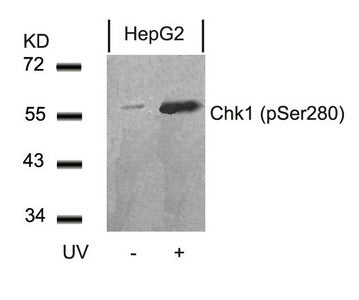 Phospho-CHEK1 (Ser280) Antibody