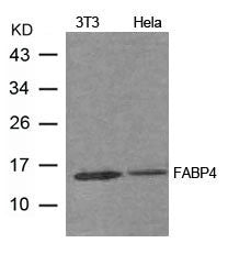 FABP4 Antibody