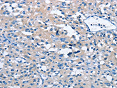 BTN2A2 Antibody