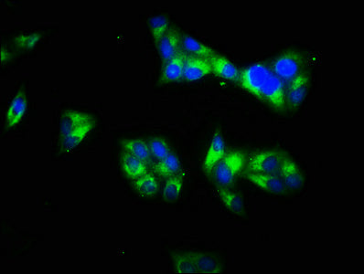 LAMC1 Antibody
