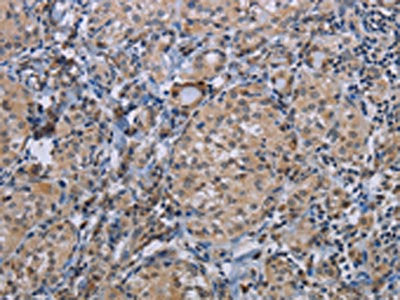 CDC16 Antibody