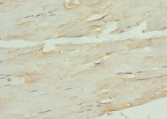 TNC Antibody