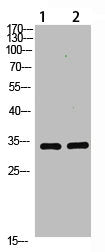 TNFAIP8L3 Antibody