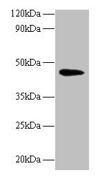 NAPSA Antibody