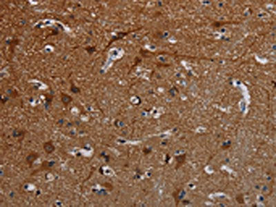 PCDHB15 Antibody