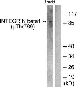 Phospho-ITGB1 (Thr789) Antibody