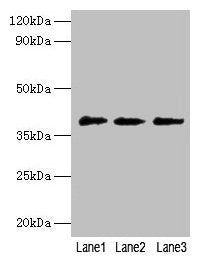 POU5F1 Antibody