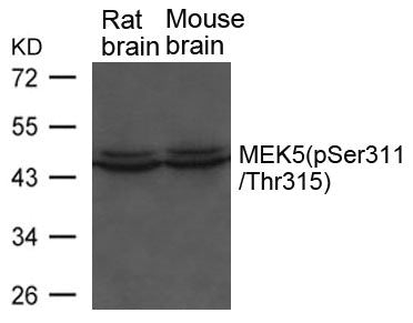 Phospho-Map2k5 (Ser311/Thr315) Antibody