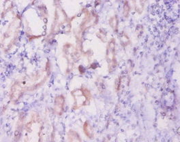 INHA Antibody