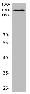PECAM1 Antibody