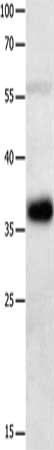 MAGEA2 Antibody
