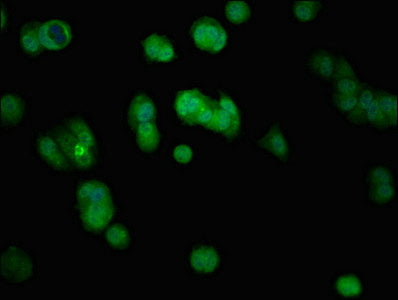 KRT5 Antibody
