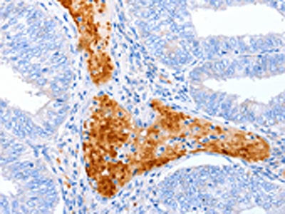 ENPP7 Antibody