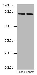 FOLH1 Antibody