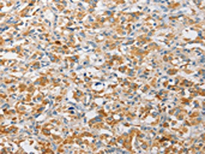 APOBEC3G Antibody