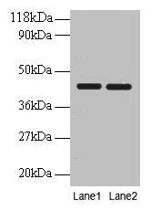 BSG Antibody