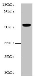 CHRNA1 Antibody