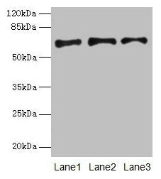 PLAT Antibody