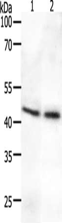 SYT2 Antibody